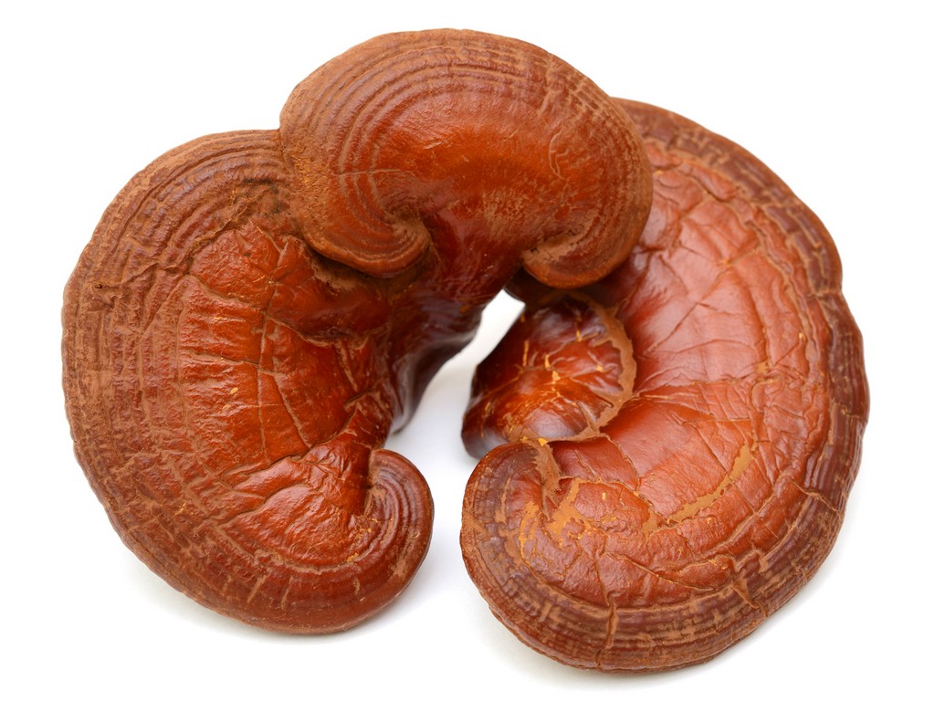 Reishi Ganoderma Lucidum (Mushroom) Extract - Botanical Extracts Manufacturing | Manfacture botanical extracts for supplements.