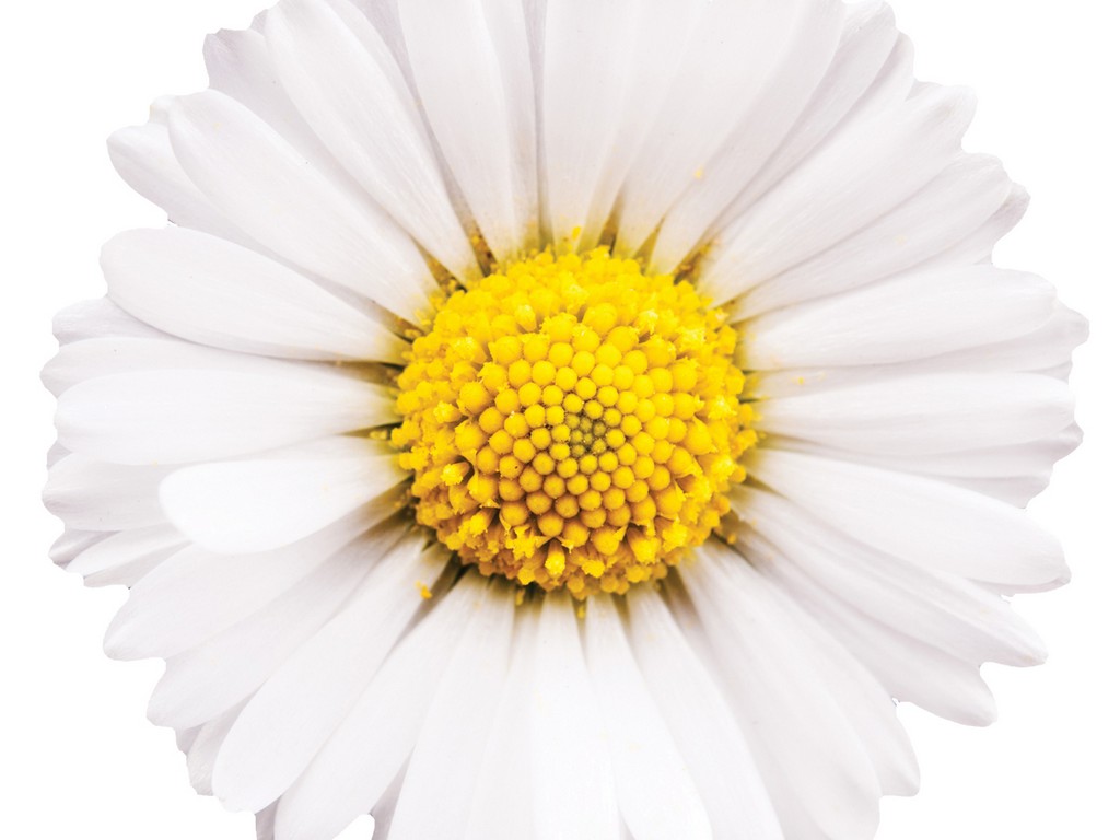 Chamomile Extract