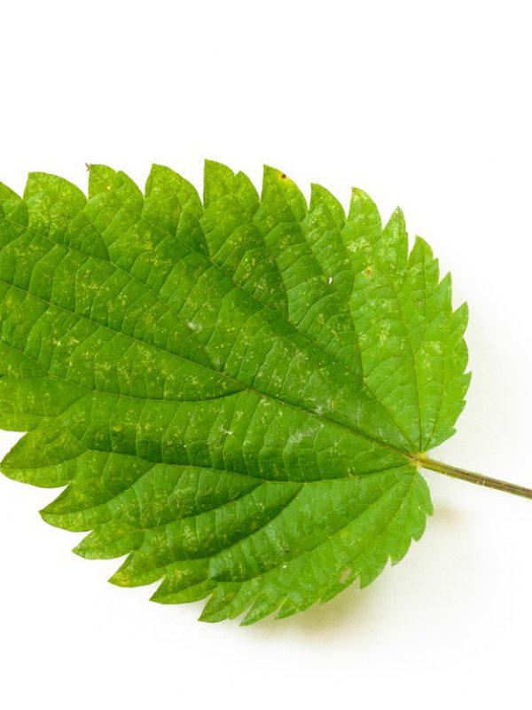 nettle-leaf.jpg